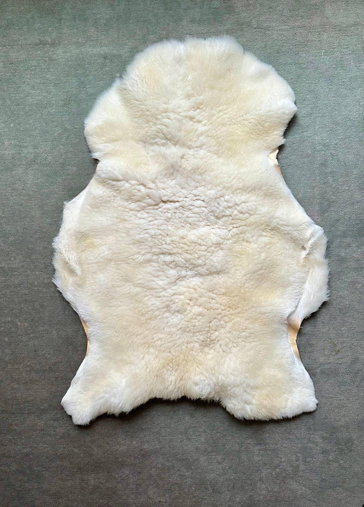 White Dorper Lambskin #281