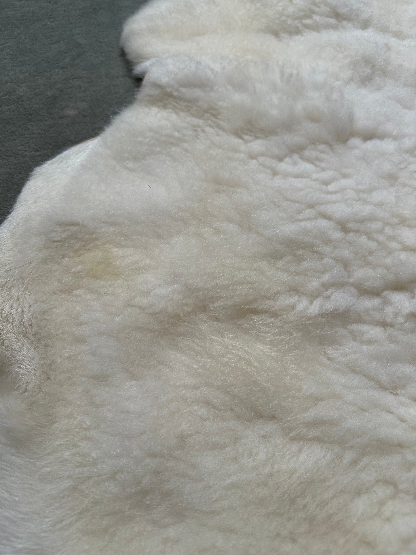 White Dorper Lambskin #281