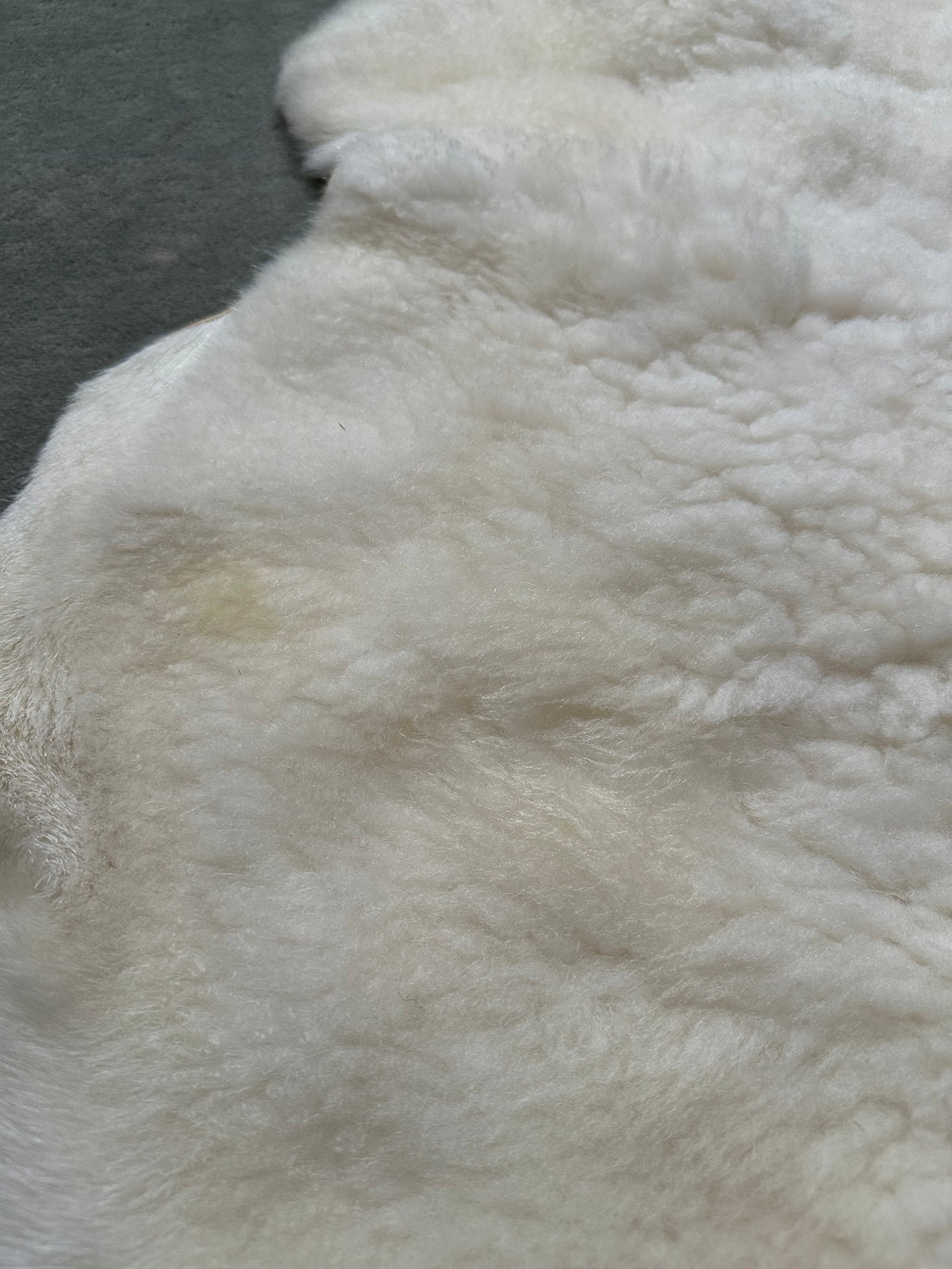 White Dorper Lambskin #281